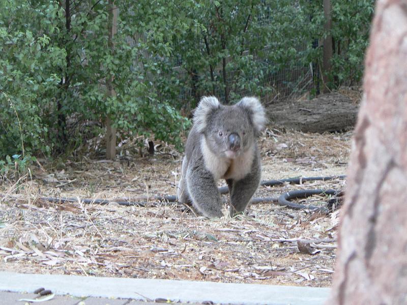 P1000574.JPG - Some early photos when I first moved in. These guys aren't that shy. Stupid but. Not toilet trained. And can be very noisy when they get started (they grunt).