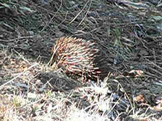 P1000700.JPG - A rare sight. An Echidna. Kinda funny to watch. If they're around, you'll hear something russling in the grass. They're like little tanks - never mind going around an obstacle - just go over it or through it!