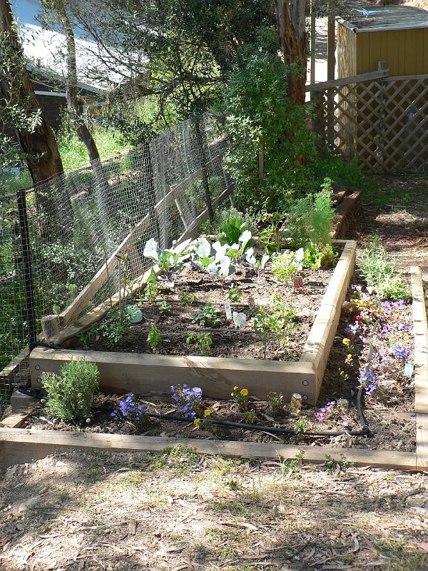 P1000754.JPG - My first project - nothing like fresh herbs and veggies.