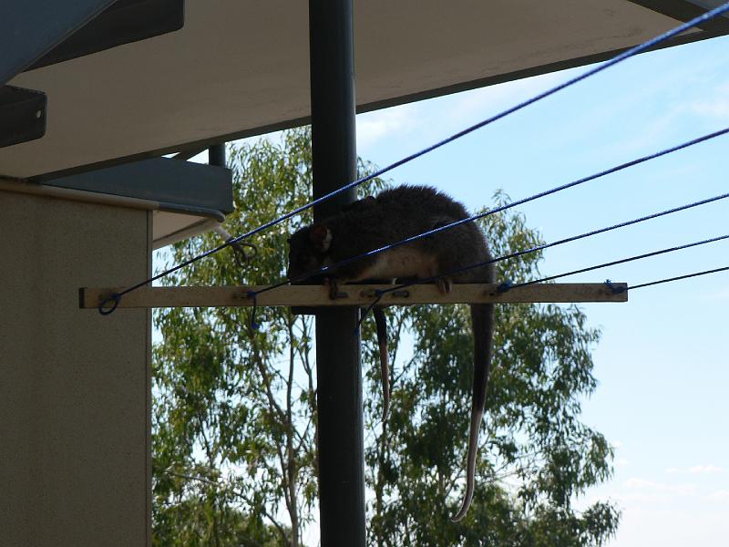 P1000799.JPG - No, not two large rats. One very hot day I noticed something move on my balcony. Looked like a possum, then it was gone. Went outside, to find it had parked itself on the washline, where it remained for at least half an hour. Very strange - these guys are nocturnal - maybe that explains why he/she seemed very lost in the middle of the day.