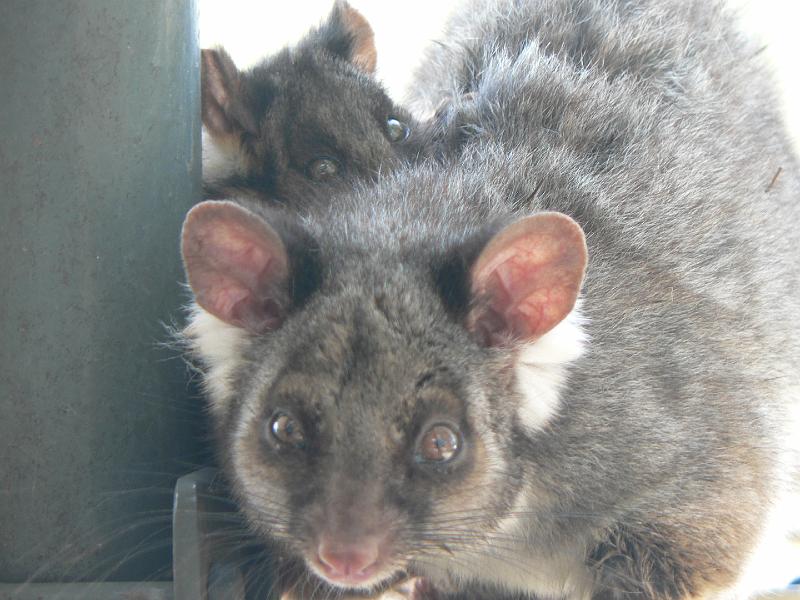 P1000801.JPG - Actually, it was two possums, the little one hitching a ride...