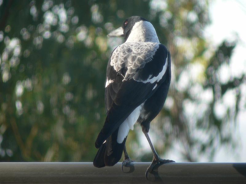 P1000803.JPG - Local magpie. Quite a few around. Never been swooped on.
