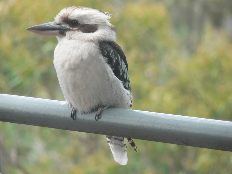 P1000882.JPG - A local Kookaburra. Yes, they do kinda sound like they're laughing. There are large numbers of birds here, and occasionally some of the larger ones will perch themselves on my balcony rail. One of the nice things about the house is that it's high up, and birds are always flying past at window level, rather than up above.