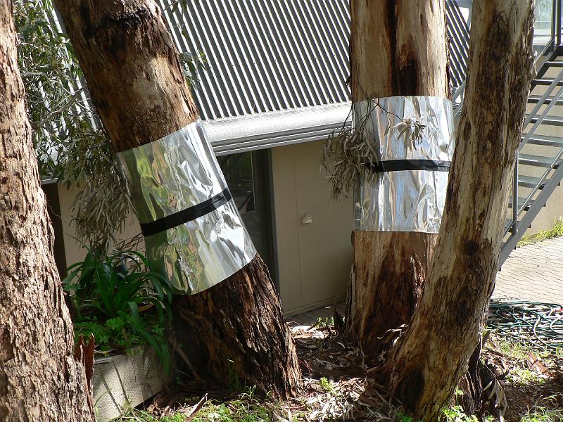 P1010105.JPG - Koalas + trees overhanging the roof = rainwater NOT as it was intended. This was a first attempt at keeping the Koalas out of those trees. Smooth/slippery aluminium cladding. Not sure how, but they weren't much of a problem for the Koalas. The second attempt, a discrete green mesh fence, has been been 99.9% successful.